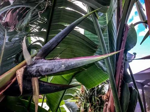 White-flowered Wild Banana