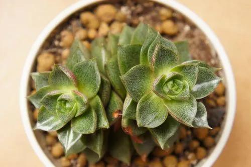 Urbinia echeveria