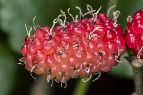 Texas Mulberry