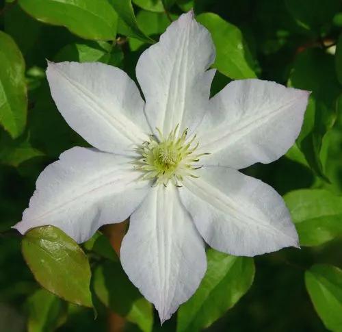 Clematis