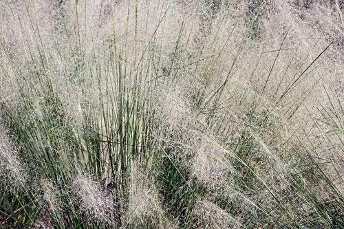 Bush Muhly