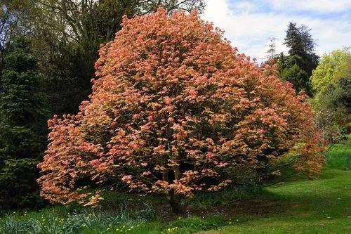 Maple