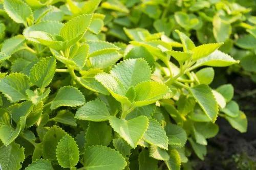 Indian Borage