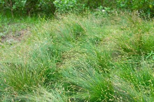 Sheep'S Fescue