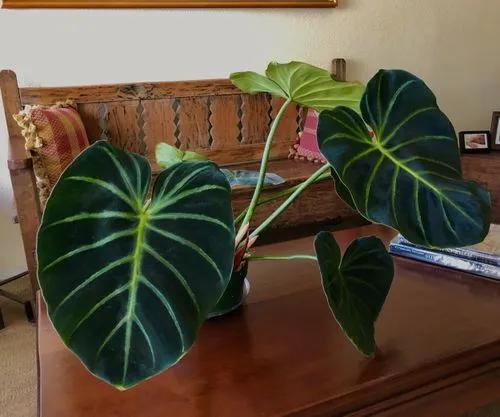 Philodendron Luxurians