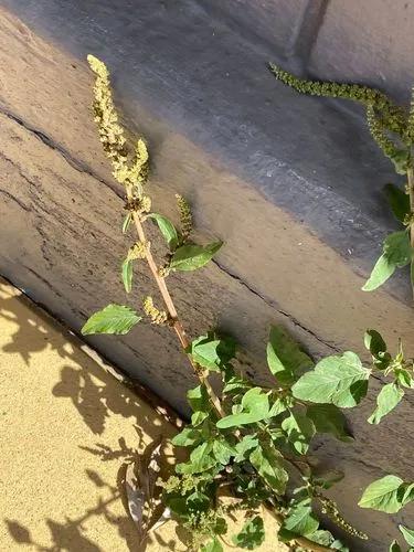 Green Amaranth