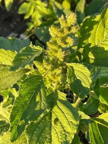 Redroot Pigweed