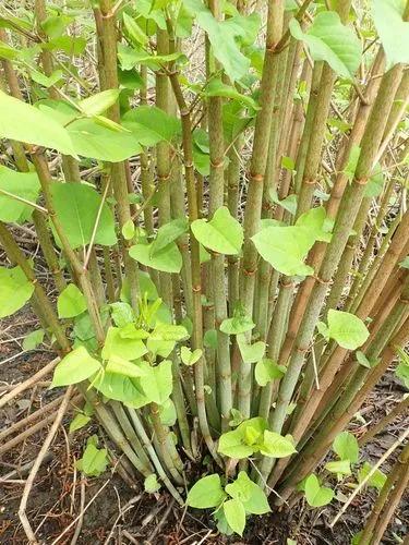 Giant Knotweed