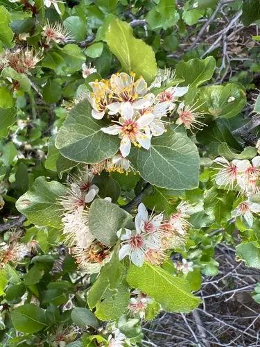 Desert Apricot