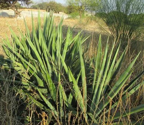 Sisal Hemp