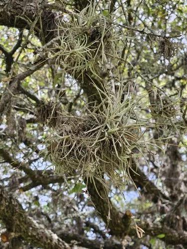 Small Ball Moss