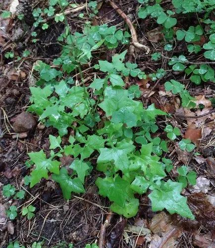 Lactuca Muralis
