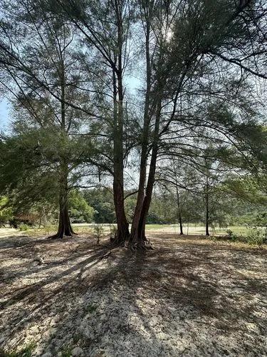 Australian Pine Tree