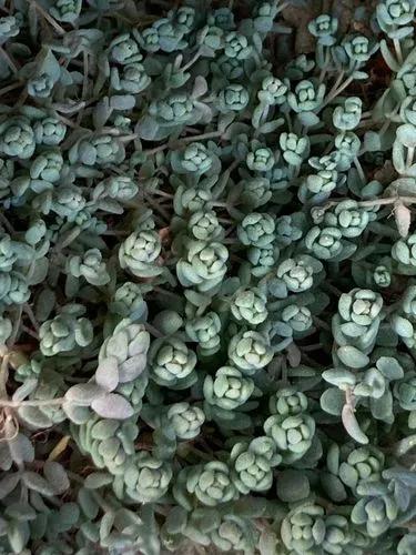 Himalaya Sedum