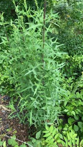 Canada Lettuce