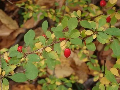 Thunberg's barberry