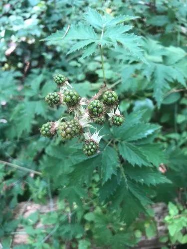 Rubus Laciniatus