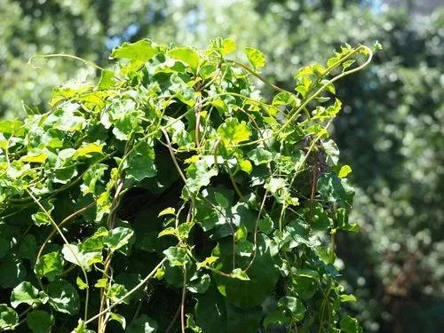 Madeira Vine