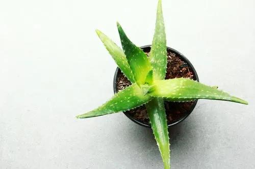 27+ Succulent Plants Identification