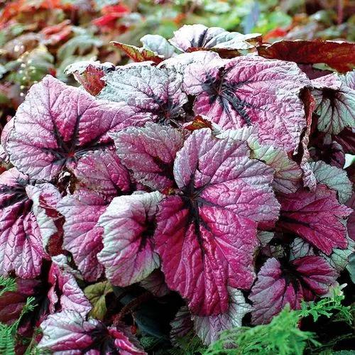 Begonia Rex Zumba