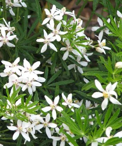 Mexican Orange Blossom