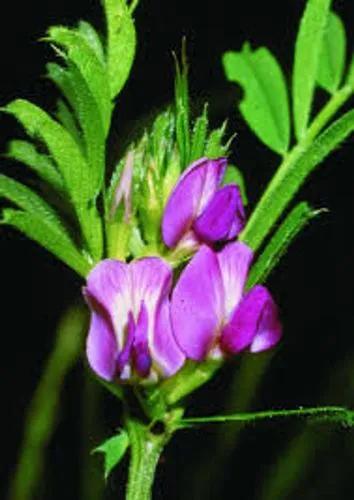 Narrow-Leaved Vetch