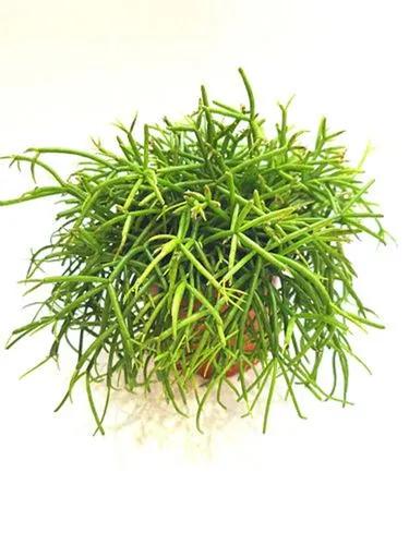 Rhipsalis