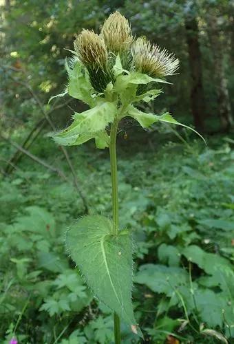 Cirsium Oleraceum