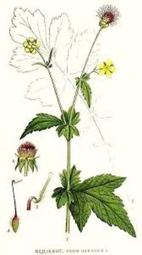 Wood Avens