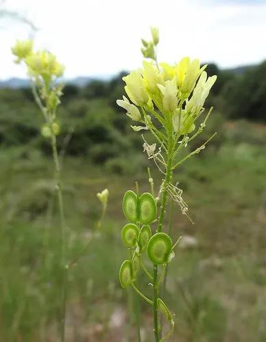 Biscutella auriculata