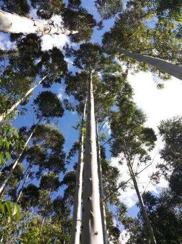 Flooded Gum