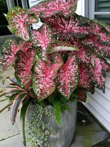 Carolyn Wharton Caladium