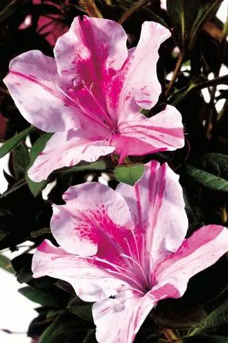 Evergreen Azalea