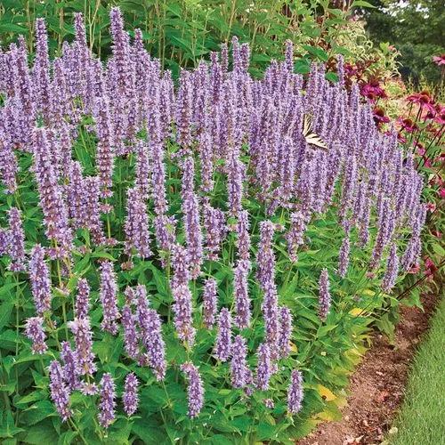 Anise Hyssop