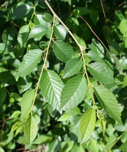 Siberian Elm