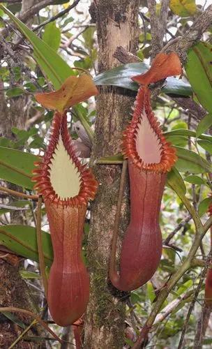 Nepenthes × Neglecta