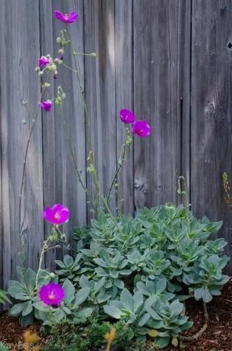 Rock Purslane