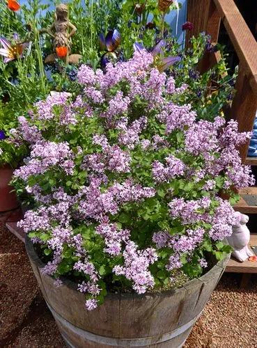 Dwarf Lilac