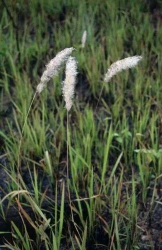 Cogongrass