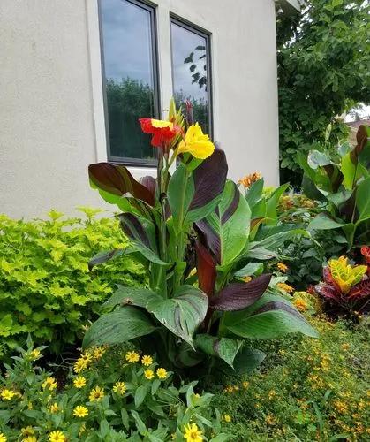 Canna Lily