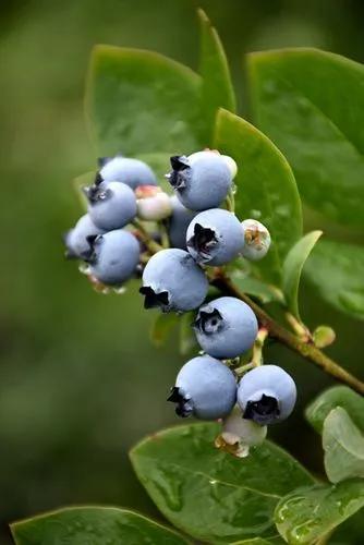 Northblue Blueberry