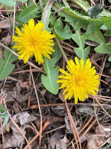 Taraxacum Dissectum