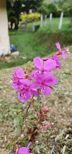 Centradenia Inaequilateralis