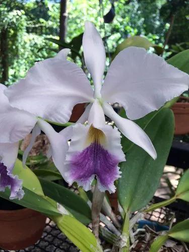 Cattleya Warneri