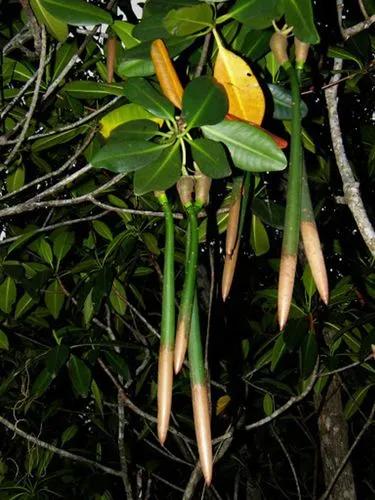 Red Mangrove