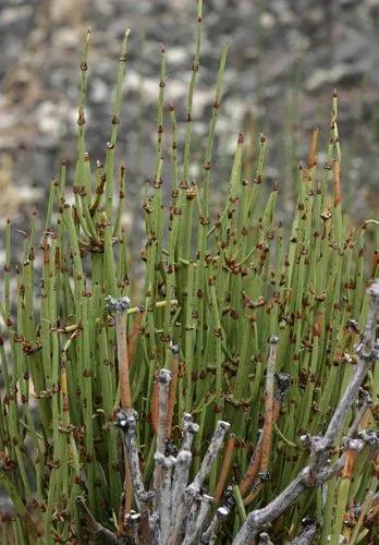 Ephedra Viridis