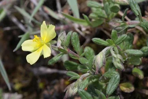 Willowleaf Frostweed