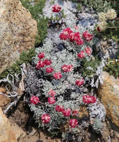 Brownmargin buckwheat