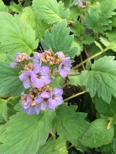 Bolander's phacelia