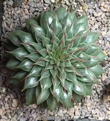 Graptopetalum Filiferum